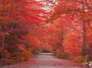 享受秋天的公式 红木枋地板为你搭配